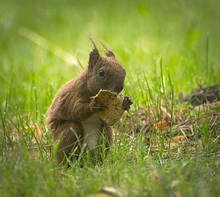 brown squirrel eating while standing on green grass field