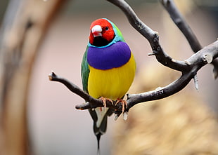 closeup photography of Gouldian finch perching on branch