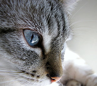 close up photo of silver tabby cat face