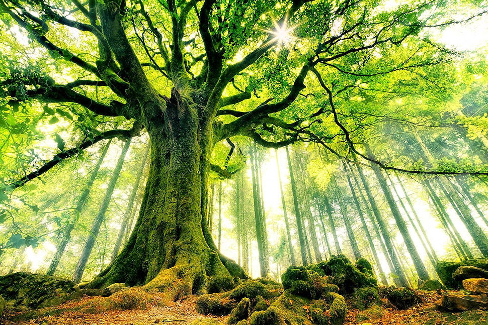 green tree, beech, trees, forest, moss HD wallpaper