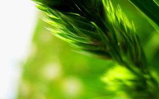 Plant,  Blur,  Green HD wallpaper