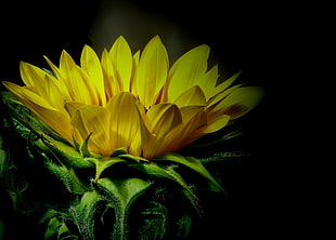 shallow photography of yellow flower HD wallpaper