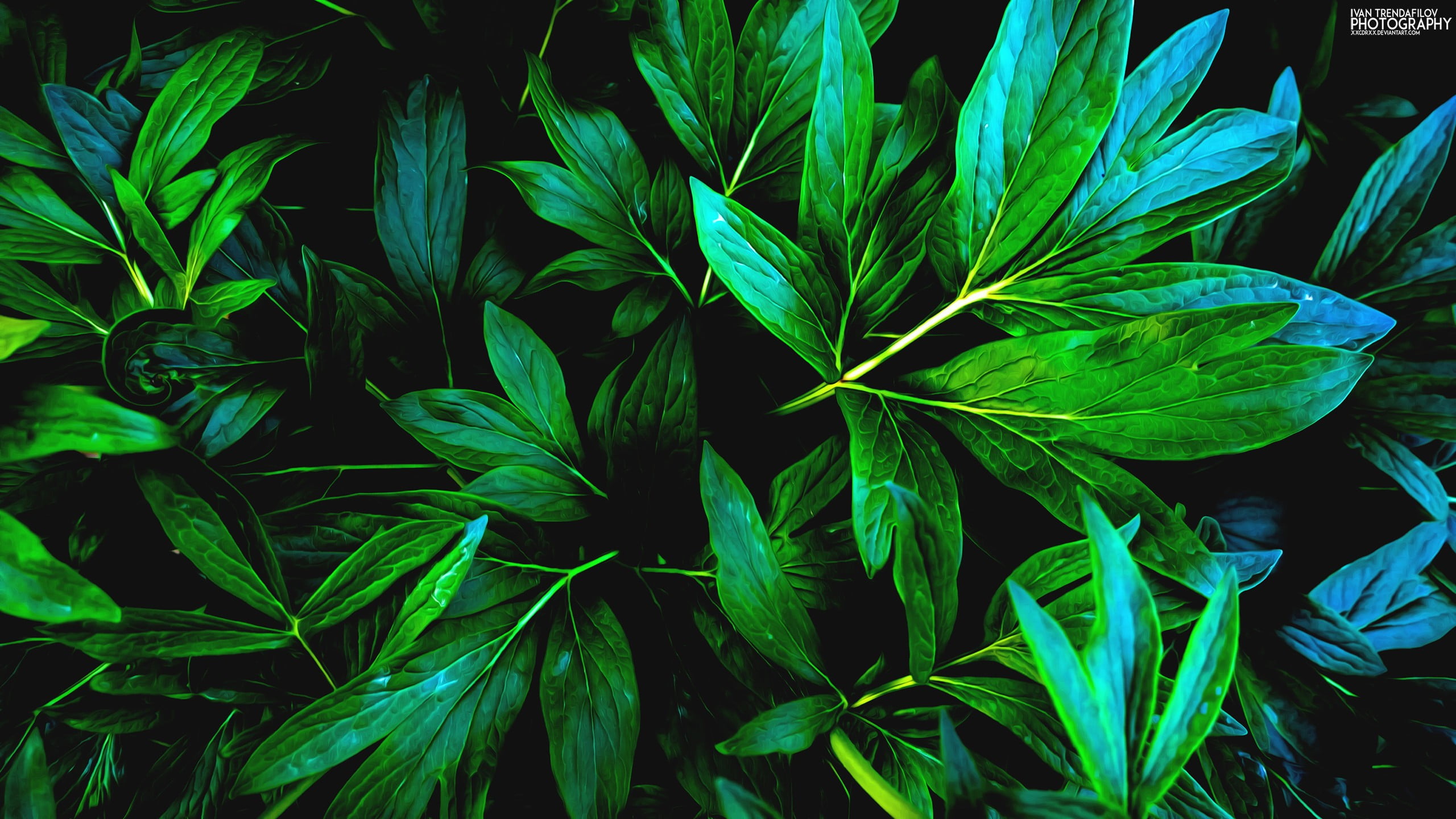 Green leaf plant, nature, green, leaves, shadow HD wallpaper
