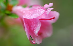 closeup photography of pink petaled flower with water dew