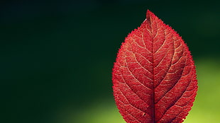 red leaf HD wallpaper