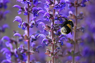macro shot photography of Bumblebee on lavenders