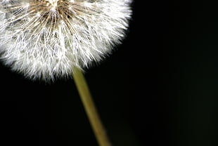 closeup photo of white Dandelion flower