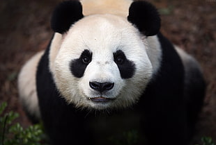 bokeh photography of Panda