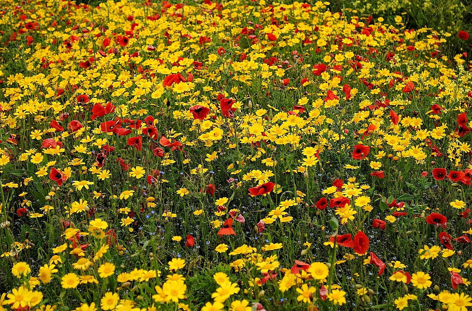 close up photo of red and yellow flower field HD wallpaper