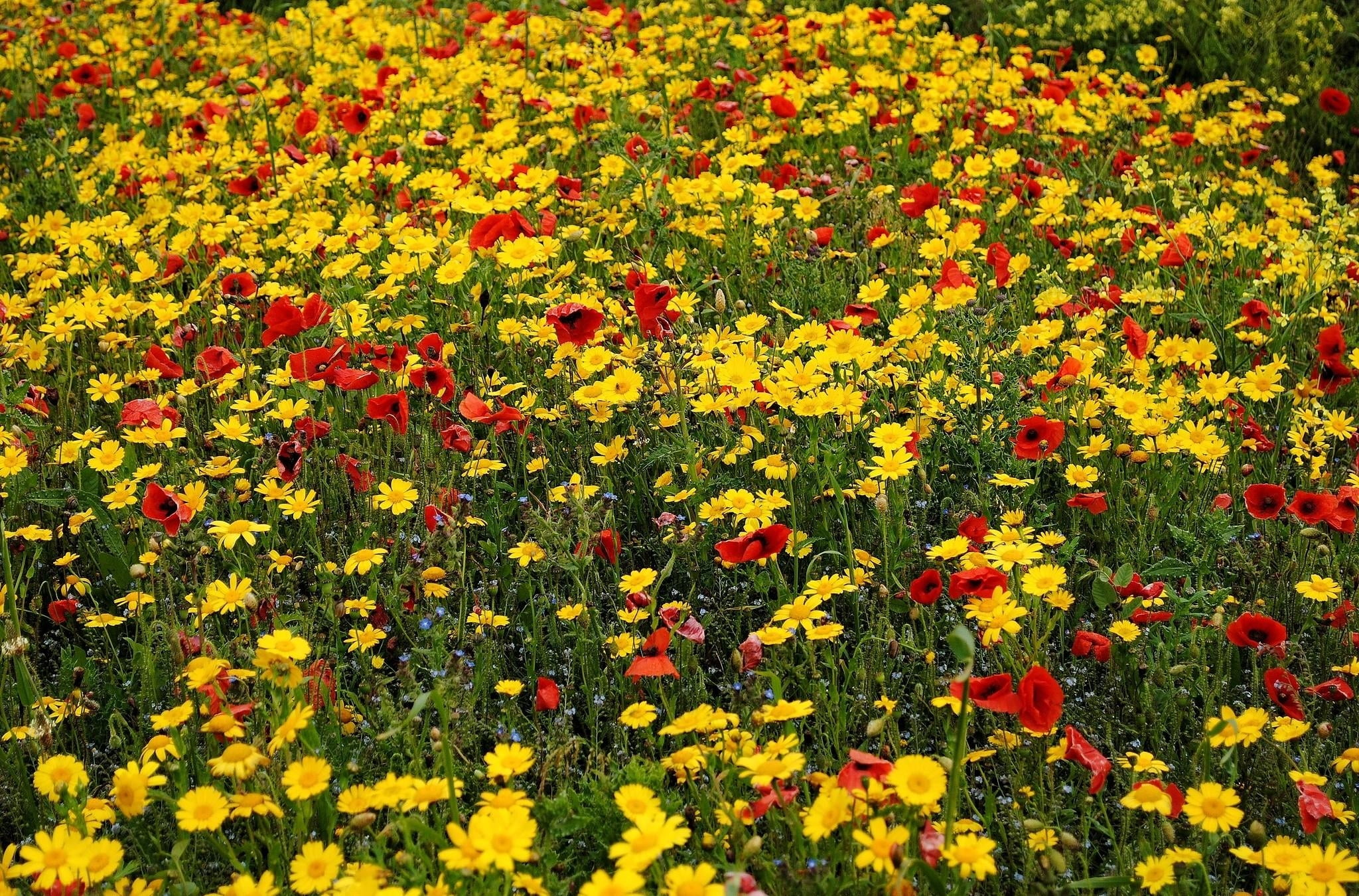 close up photo of red and yellow flower field