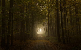 forest pathway photo HD wallpaper