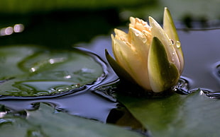 yellow Water lily flower about to bloom