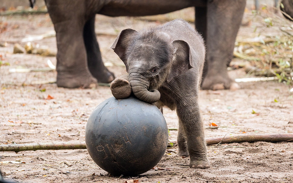 gray and black dog plush toy, baby animals, animals, elephant HD wallpaper