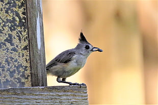 gray feathered bird on focus photo