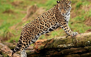jaguar on brown tree trunk HD wallpaper