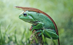 green frog and brown lizard, frog, nature, animals, closeup