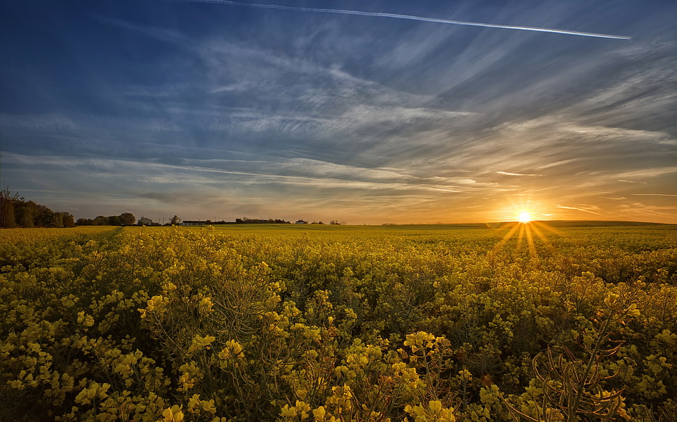 green grass field, field, landscape, clouds, Sun HD wallpaper