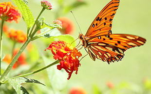 Butterfly,  Flower,  Flying,  Wings HD wallpaper