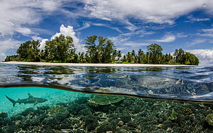 body of water, Seychelles, sea, underwater, nature HD wallpaper