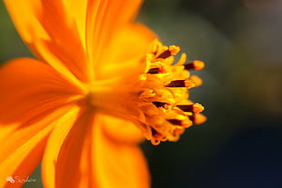 orange flower bud in macro shot HD wallpaper