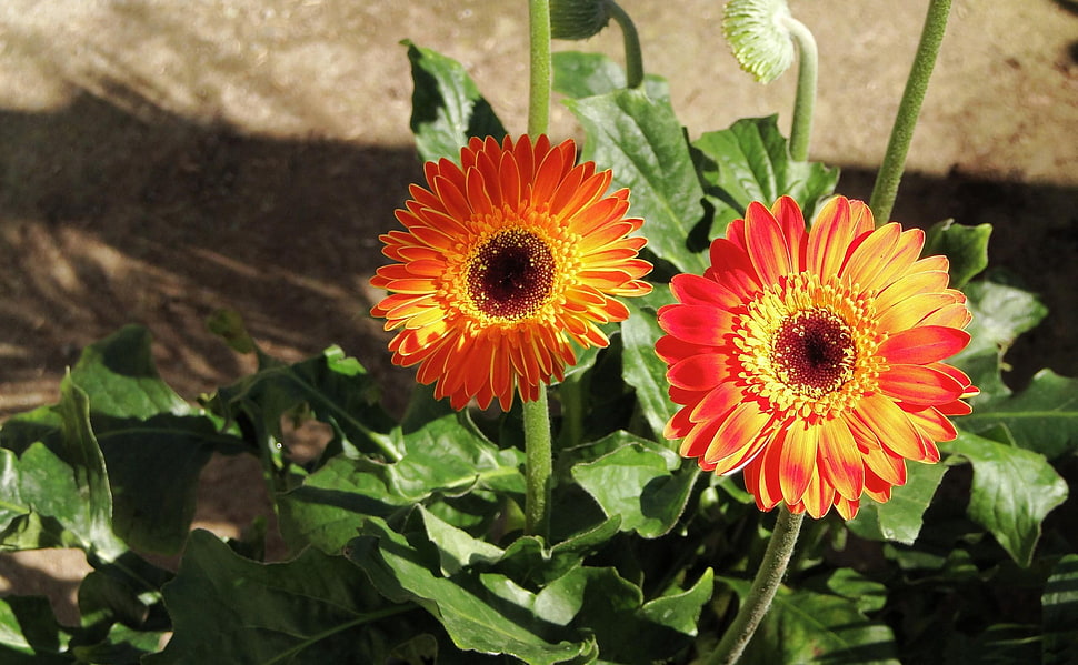 orange sunflower HD wallpaper