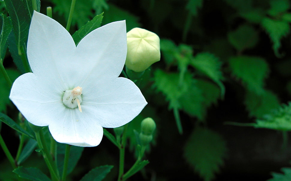 close up white petaled flower photography HD wallpaper