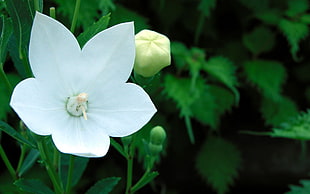 close up white petaled flower photography