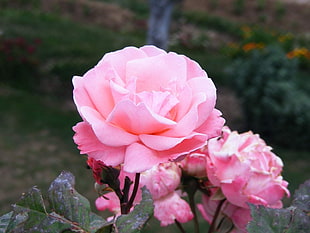 pink petaled flower plant