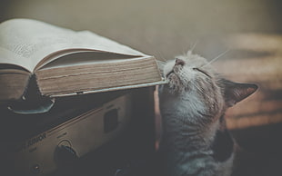 short-fur white and brown cat, cat, animals, books, amplifiers