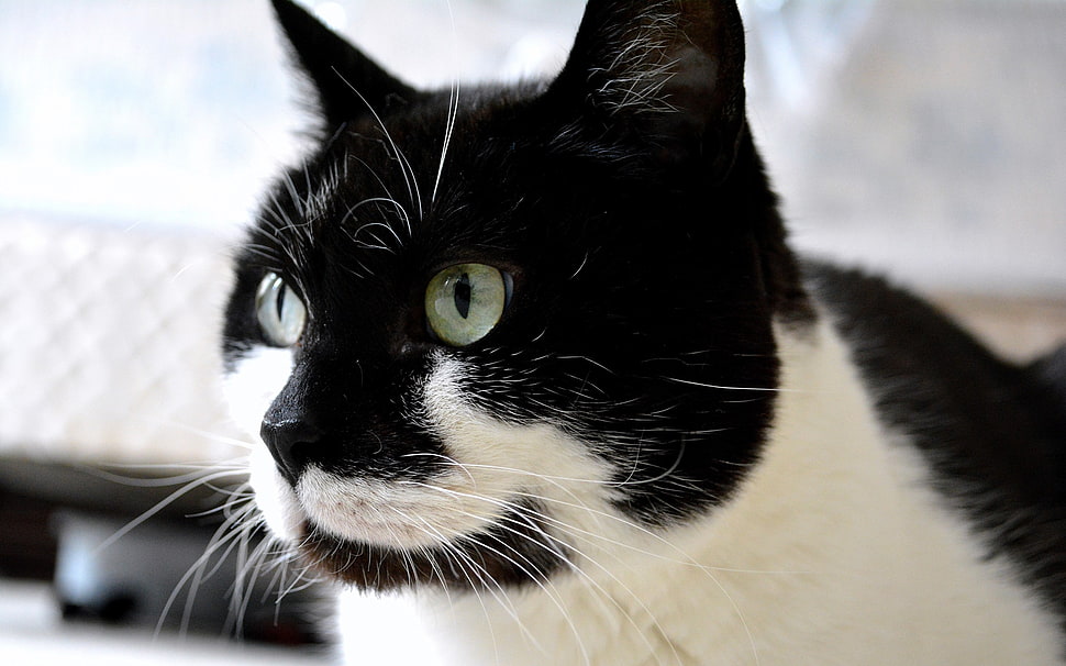 black and white fur cat HD wallpaper