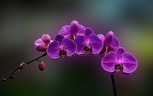 purple moth orchid, flowers, orchids, plants