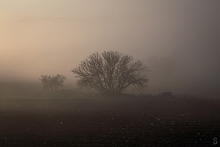 leafless tree, mist, nature, panorama, photography