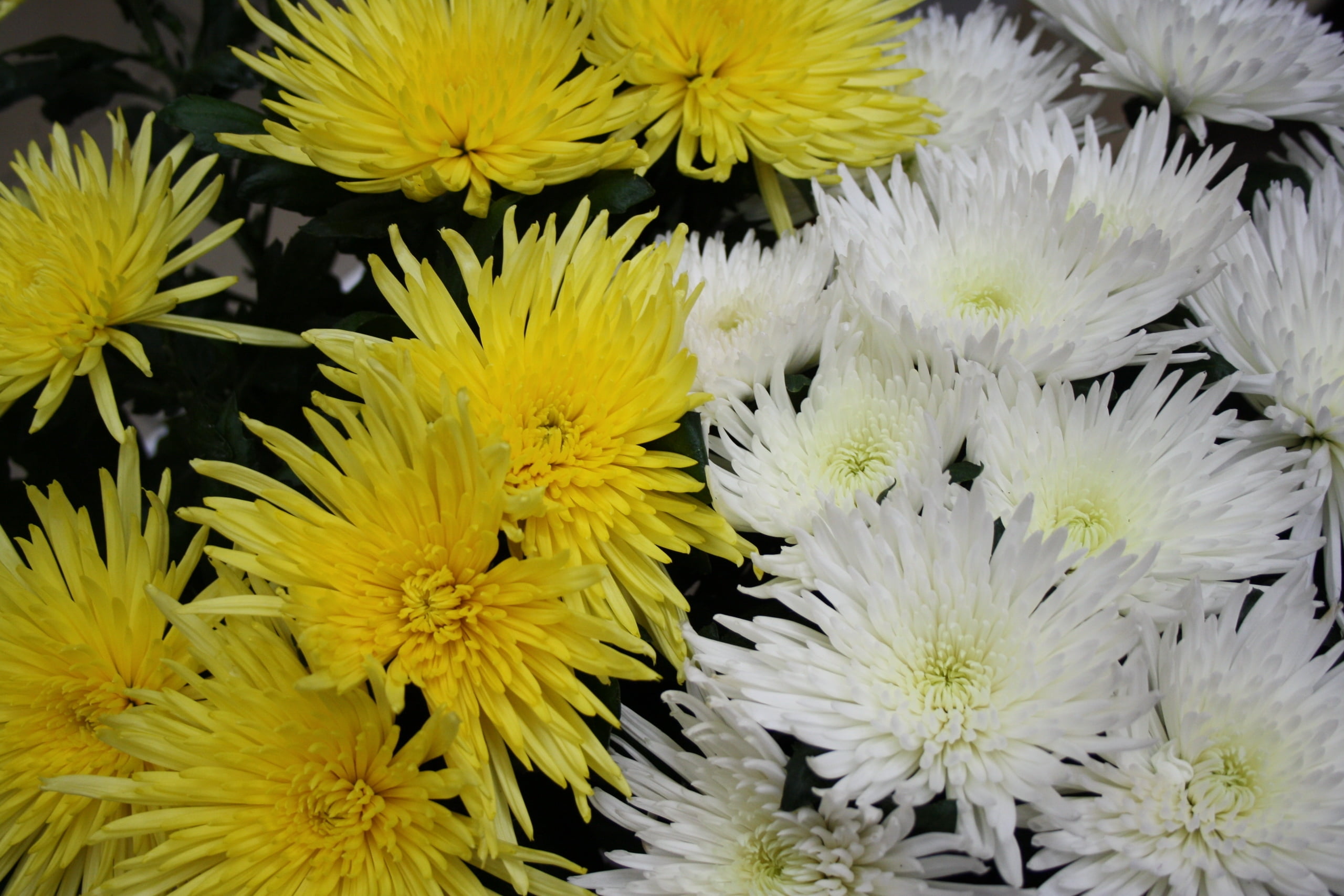 white and yellow petaled flowers