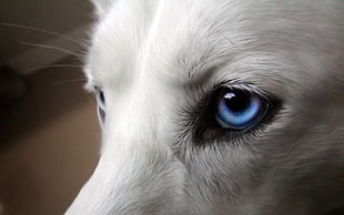 Eyes,  Dogs,  Blue,  Wool HD wallpaper