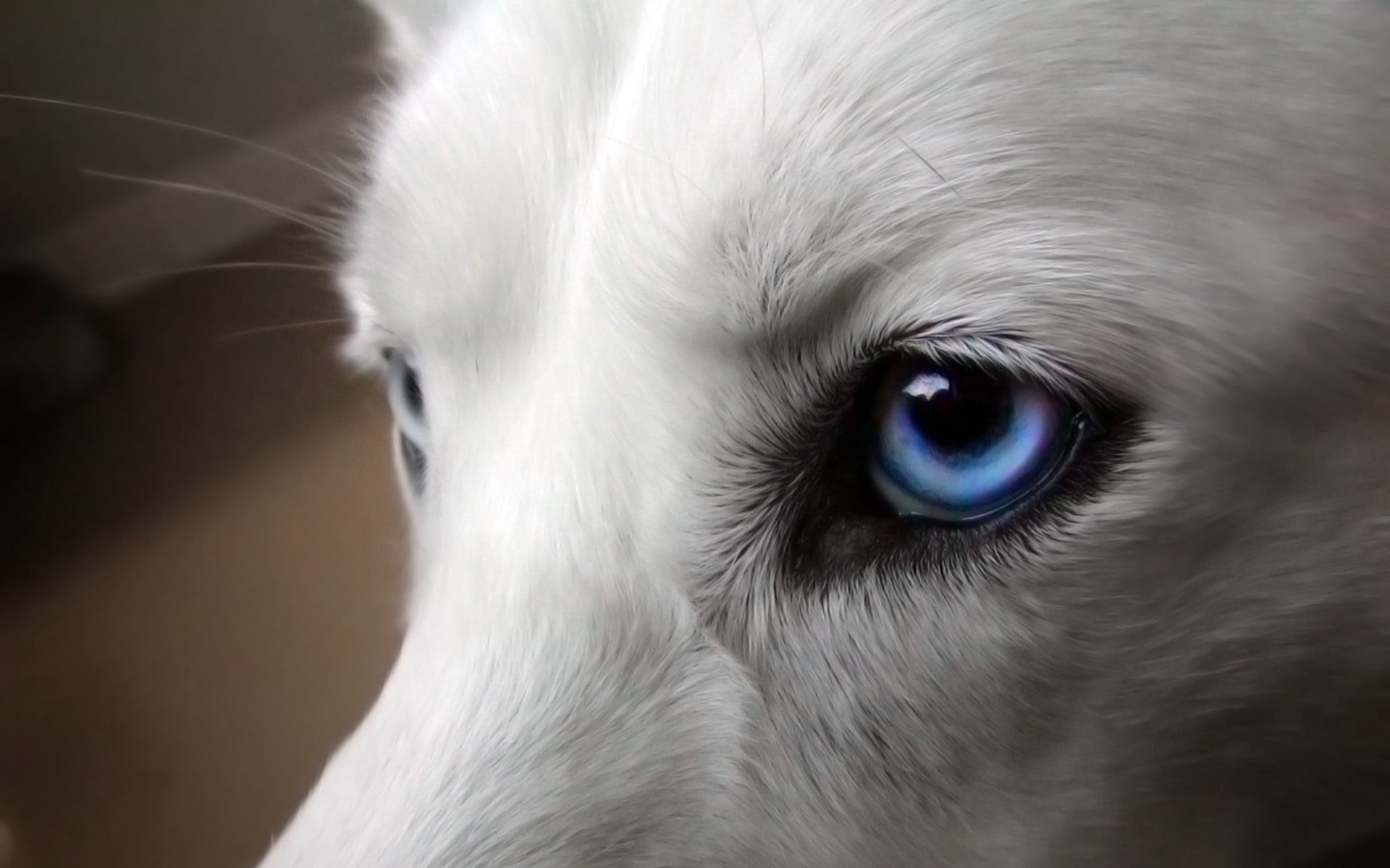 1440x900 resolution | Eyes, Dogs, Blue, Wool HD wallpaper | Wallpaper Flare