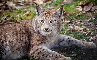 selective focus photography of Lynx laying ground HD wallpaper