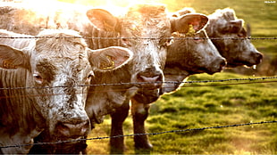 four grey cows HD wallpaper