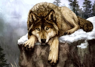 wolf reclining on snow