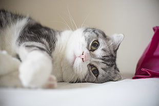 medium fur gray and white cat lying down in white textile HD wallpaper