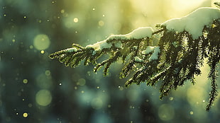 pine tree leaves, winter, trees, branch, snowy peak