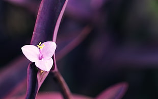 shallow focus photo of purple flower