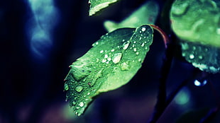 green leafed plant, nature, leaves, water, water drops