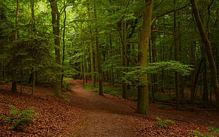 pathway in forest HD wallpaper
