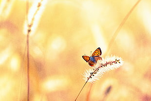 selective photography of butterfly selective HD wallpaper