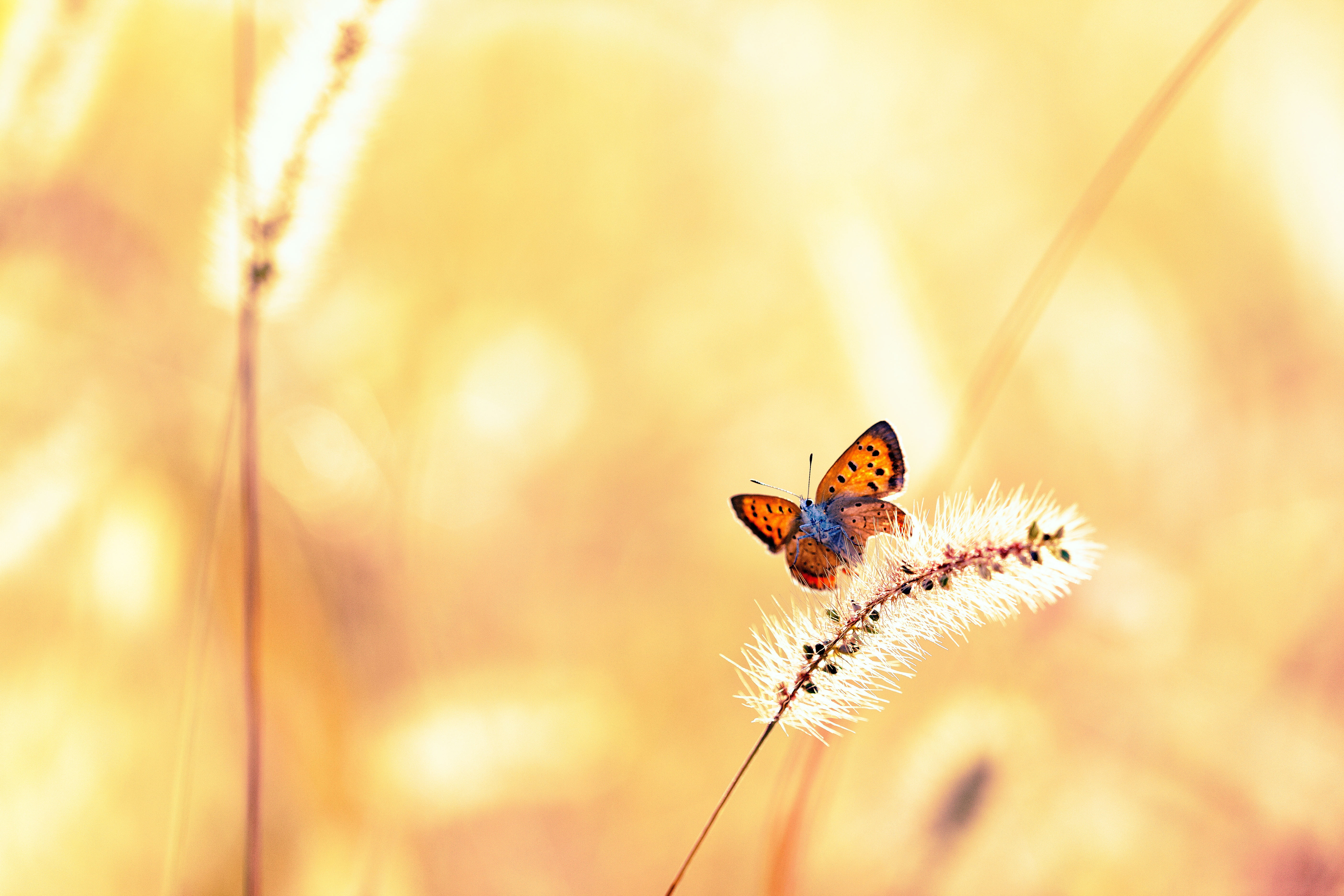 Словно бабочек легкая. Фон бабочки. Красивый фон с бабочками. Бабочки на фоне солнца. Лето бабочки картинки.