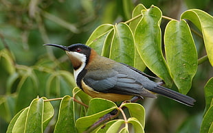 hummingbird perching on tree twig HD wallpaper