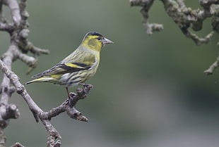 yellow and black bird perched on tree twig at daytime, spinus spinus