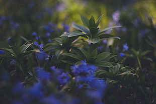 blue petaled flowers, Plants, Foliage, Blurred
