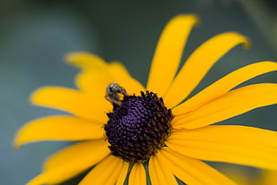 macro photography of fly on yellow petaled flower