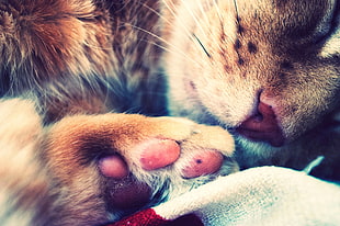 calico cat